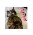 サビ猫のみーこスタンプ（個別スタンプ：2）