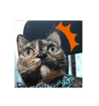 サビ猫のみーこスタンプ（個別スタンプ：4）