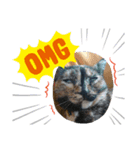 サビ猫のみーこスタンプ（個別スタンプ：5）