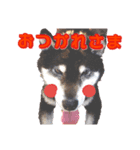 黒柴のルキちんpart3（個別スタンプ：6）