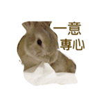 うさぎちゃん四字熟語（個別スタンプ：1）