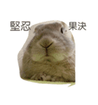 うさぎちゃん四字熟語（個別スタンプ：2）