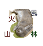 うさぎちゃん四字熟語（個別スタンプ：3）