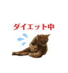 ちょいかわアニマル(実写)（個別スタンプ：4）
