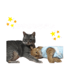 ちょいかわアニマル(実写)（個別スタンプ：8）