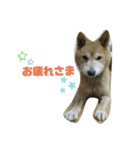 柴犬コジローくん（個別スタンプ：2）