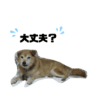 柴犬コジローくん（個別スタンプ：3）