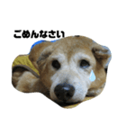 柴犬コジローくん（個別スタンプ：4）