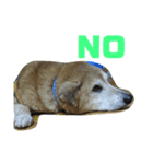 柴犬コジローくん（個別スタンプ：5）