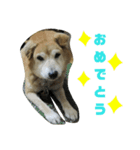 柴犬コジローくん（個別スタンプ：8）