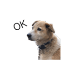 犬のコロンさん（個別スタンプ：1）