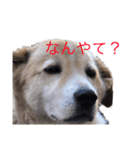 犬のコロンさん（個別スタンプ：2）