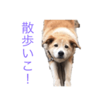 犬のコロンさん（個別スタンプ：3）