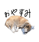 犬のコロンさん（個別スタンプ：4）