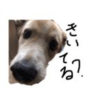 犬のコロンさん（個別スタンプ：5）