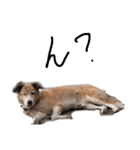 犬のコロンさん（個別スタンプ：6）