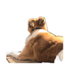 犬のコロンさん（個別スタンプ：7）