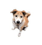 犬のコロンさん（個別スタンプ：8）