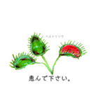 食虫植物 紅型（個別スタンプ：1）