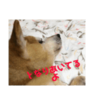 ザウルスno.2（個別スタンプ：4）