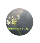 草花のメッセージ（個別スタンプ：3）