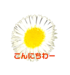 草花のメッセージ（個別スタンプ：4）