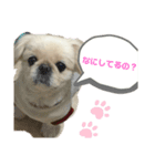 ペキニーズ そら★（個別スタンプ：1）