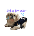 ペキニーズ そら★（個別スタンプ：2）