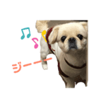 ペキニーズ そら★（個別スタンプ：3）