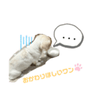 ペキニーズ そら★（個別スタンプ：5）