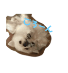 ペキニーズ そら★（個別スタンプ：6）