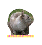 まるねこすたんぷ（個別スタンプ：1）