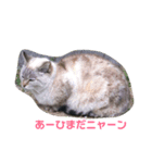 まるねこすたんぷ（個別スタンプ：2）