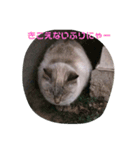まるねこすたんぷ（個別スタンプ：3）