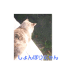 まるねこすたんぷ（個別スタンプ：6）