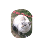 まるねこすたんぷ（個別スタンプ：7）