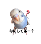 いんこのぷーちゃん（個別スタンプ：3）