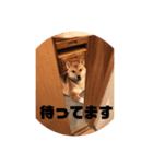 ちこヒストリー1（個別スタンプ：3）