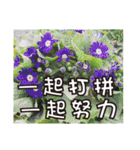 花 - 挨拶長老イラスト3.0（個別スタンプ：14）