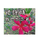 花 - 挨拶長老イラスト3.0（個別スタンプ：16）