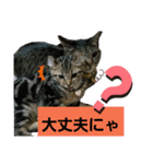 ちろる＆ちょこ（個別スタンプ：5）
