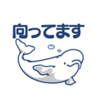 白イルカは尾も白い（個別スタンプ：21）
