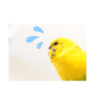 セキセイインコ、ピチコの日常（個別スタンプ：5）