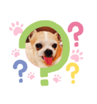 チワワのレック君の日常（個別スタンプ：6）