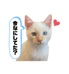暴れん坊のるか君【実写版】（個別スタンプ：6）