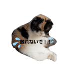 ❤みぃにゃんpart1❤️（個別スタンプ：4）