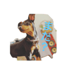Shelby.（個別スタンプ：4）