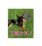 Shelby.（個別スタンプ：5）