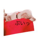 まぎーのワンニャンパラダイス（個別スタンプ：6）