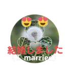 私のパンダ
（My panda）（個別スタンプ：33）